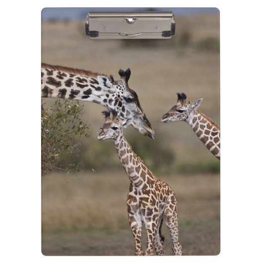 Maasai Giraffe (Giraffe Tippelskirchi) Klemmbrett (Vorderseite)