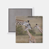 Maasai Giraffe (Giraffe Tippelskirchi) Magnet (Vorderseite/Rückseite)