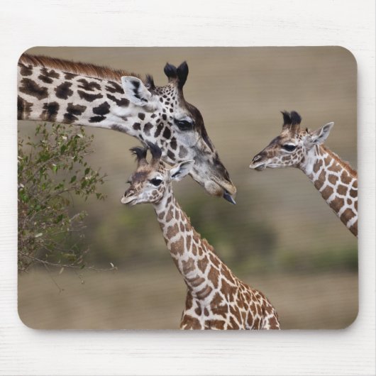Maasai Giraffe (Giraffe Tippelskirchi) Mousepad (Vorne)
