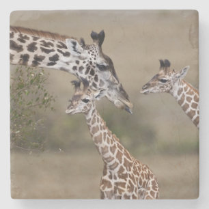 Maasai Giraffe (Giraffe Tippelskirchi) Steinuntersetzer