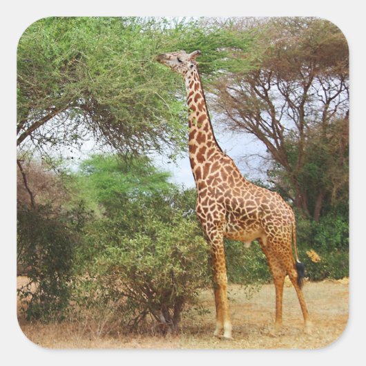 Maasai Giraffe Sticker (Vorderseite)