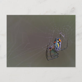 Mabel Orchard Orb Wever Spider Postkarte