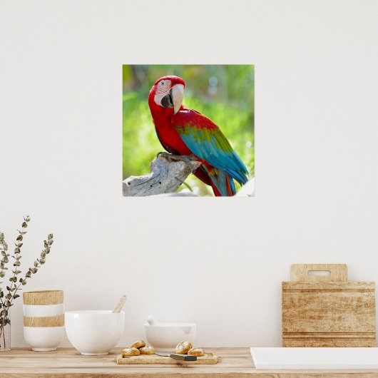 Maca sitzt auf Zweig Poster (Küche)