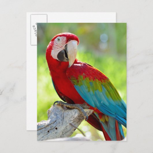 Maca sitzt auf Zweig Postkarte (Vorne/Hinten)