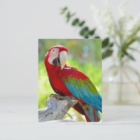 Maca sitzt auf Zweig Postkarte (Stehend Vorderseite)