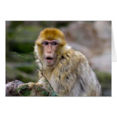 Macaca sylvanus (Vorderseite (Horizontal))