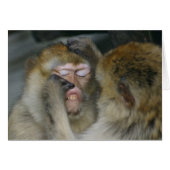 Macaca sylvanus (Vorderseite (Horizontal))