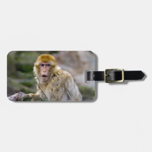 Macaca sylvanus gepäckanhänger