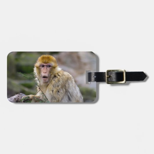 Macaca sylvanus gepäckanhänger (Vorderseite horizontal)