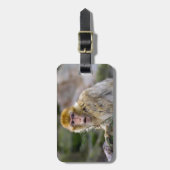 Macaca sylvanus gepäckanhänger (Vorderseite vertikal)