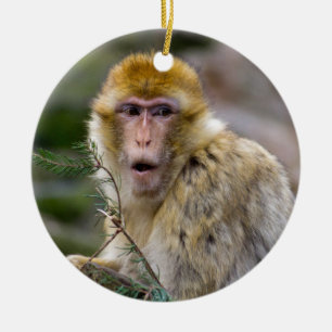 Macaca sylvanus keramikornament