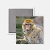 Macaca sylvanus magnet (Vorderseite/Rückseite)