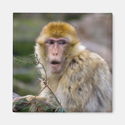 Macaca sylvanus magnet (Vorne)