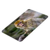 Macaca sylvanus magnet (Linke Seite)