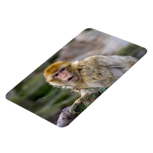 Macaca sylvanus magnet (Linke Seite)