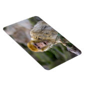 Macaca sylvanus magnet (Rechte Seite)