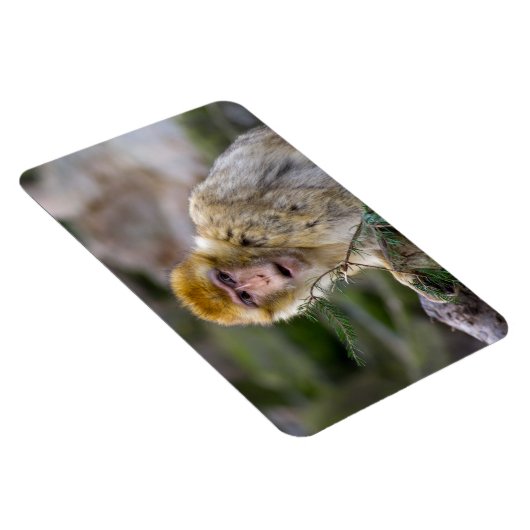 Macaca sylvanus magnet (Rechte Seite)