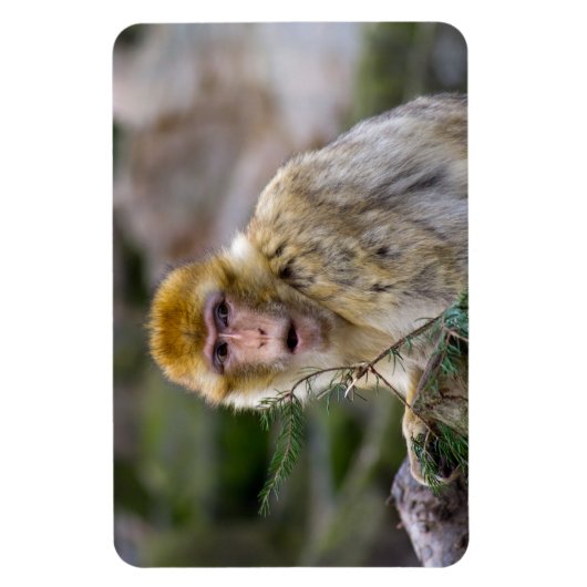 Macaca sylvanus magnet (Vertikal)