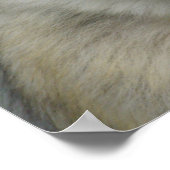 Macaca sylvanus poster (Ecke)