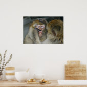 Macaca sylvanus poster (Küche)