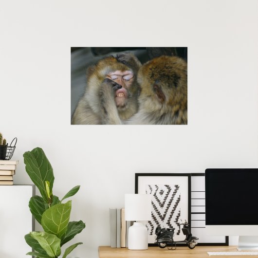 Macaca sylvanus poster (Heimbüro)