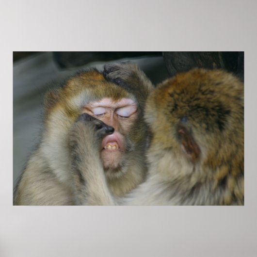 Macaca sylvanus poster (Vorne)