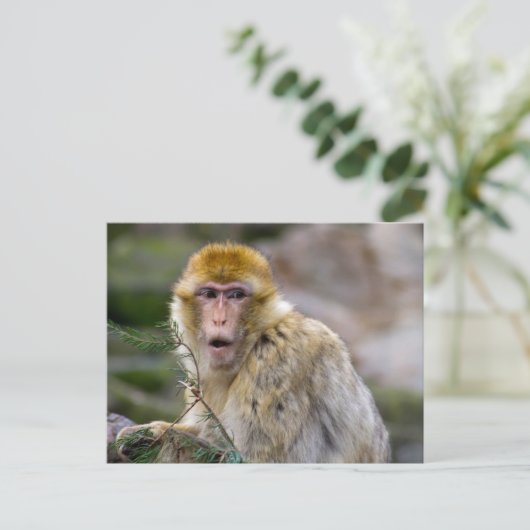 Macaca sylvanus postkarte (Stehend Vorderseite)