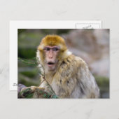 Macaca sylvanus postkarte (Vorne/Hinten)