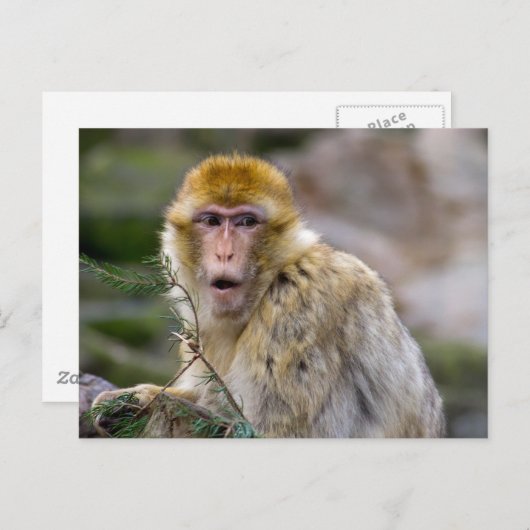 Macaca sylvanus postkarte (Vorne/Hinten)