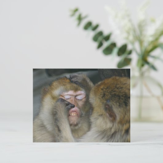 Macaca sylvanus postkarte (Stehend Vorderseite)