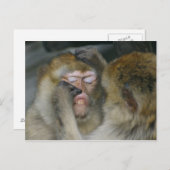 Macaca sylvanus postkarte (Vorne/Hinten)