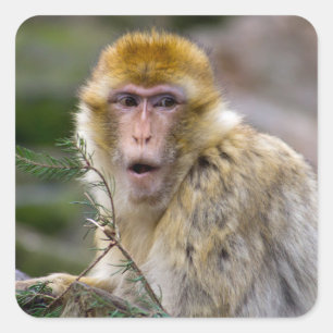 Macaca sylvanus quadratischer aufkleber