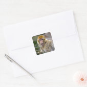 Macaca sylvanus quadratischer aufkleber (Umschlag)