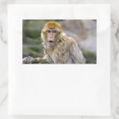Macaca sylvanus rechteckiger aufkleber (Tasche)