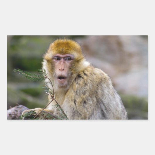 Macaca sylvanus rechteckiger aufkleber (Vorderseite)