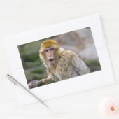 Macaca sylvanus rechteckiger aufkleber (Umschlag)