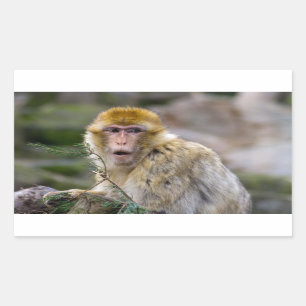 Macaca sylvanus rechteckiger aufkleber