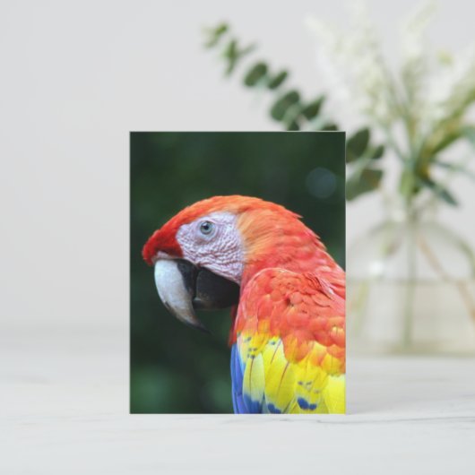 Macaface Postkarte (Stehend Vorderseite)