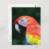 Macaface Postkarte (Vorne/Hinten)