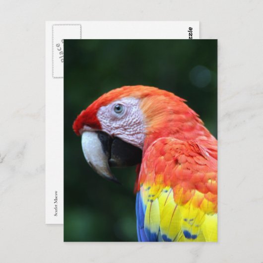 Macaface Postkarte (Vorne/Hinten)