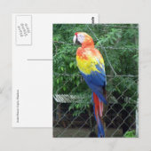 Macafarben Postkarte (Vorne/Hinten)