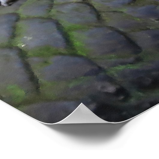 Macaque-Familie Poster (Ecke)