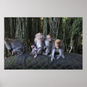 Macaque-Familie Poster (Vorne)