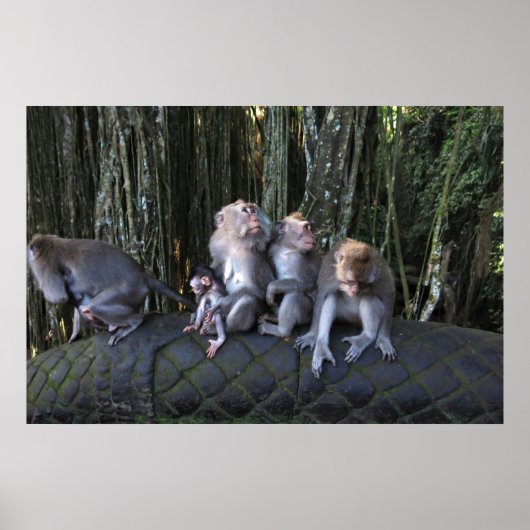 Macaque-Familie Poster (Vorne)