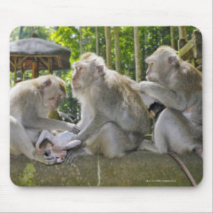 Macaque, Macaca fasciularis, Krebserin, in Ubud Mousepad