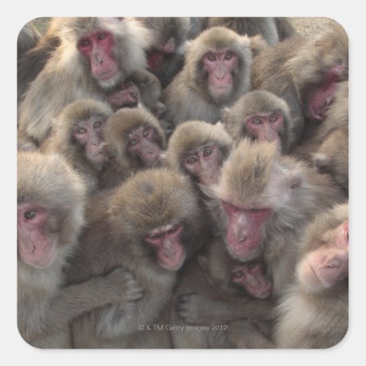 Macaque (Macaca fuscata), gepanzert Quadratischer Aufkleber (Vorderseite)