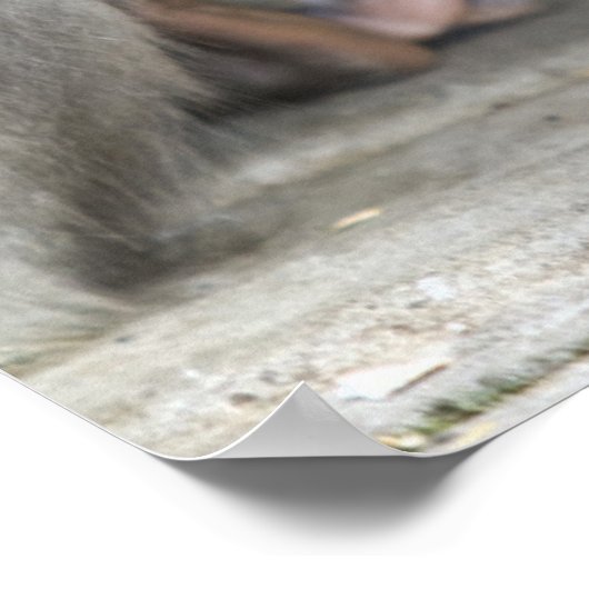 Macaque Monkey Poster (Ecke)