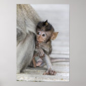 Macaque Monkey Poster (Vorne)