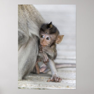 Macaque Monkey Poster