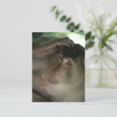 Macaque Postcard Postkarte (Stehend Vorderseite)